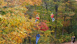 tree topping in fall